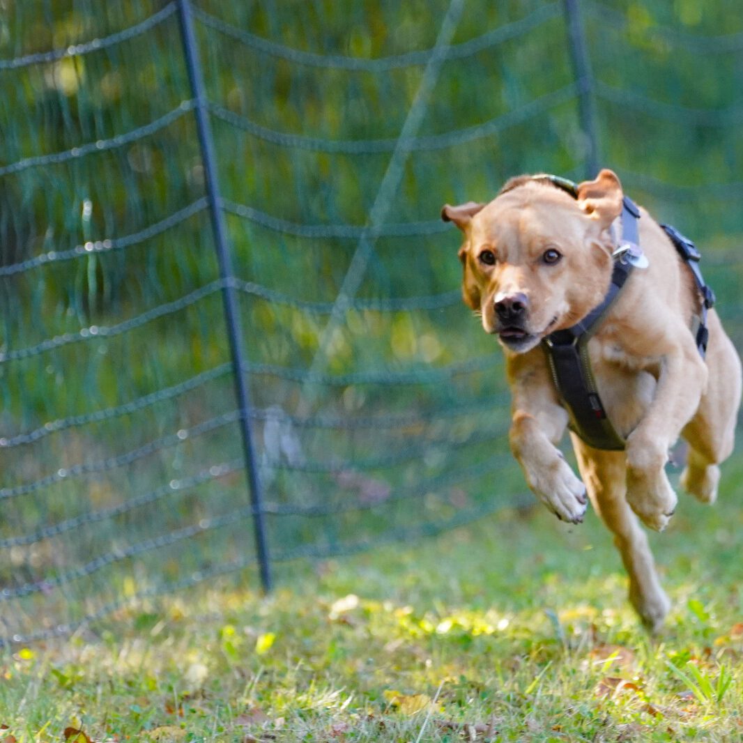 Ein Hund bei einem Rennen.