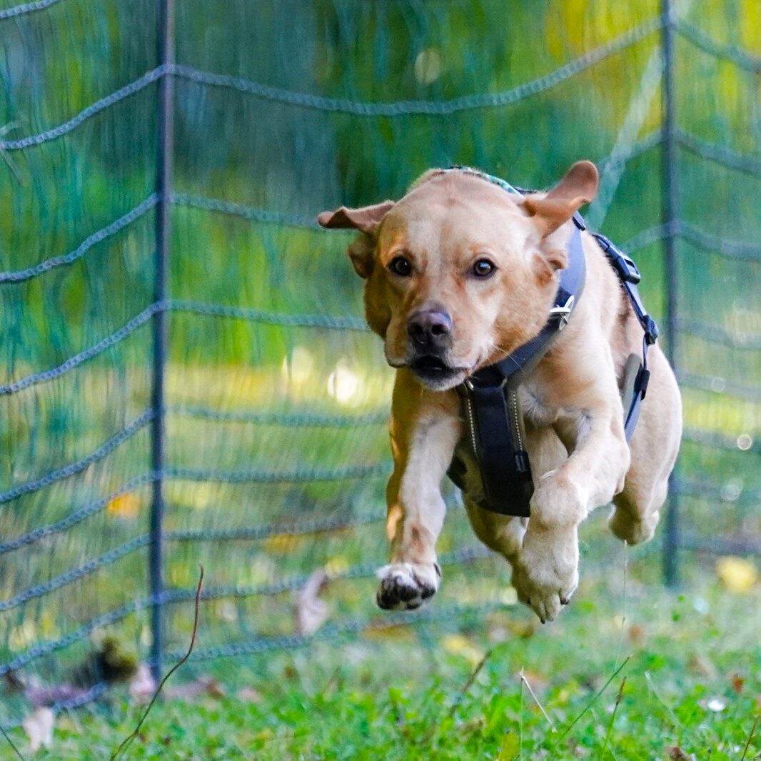 Ein Hund bei einem Rennen.