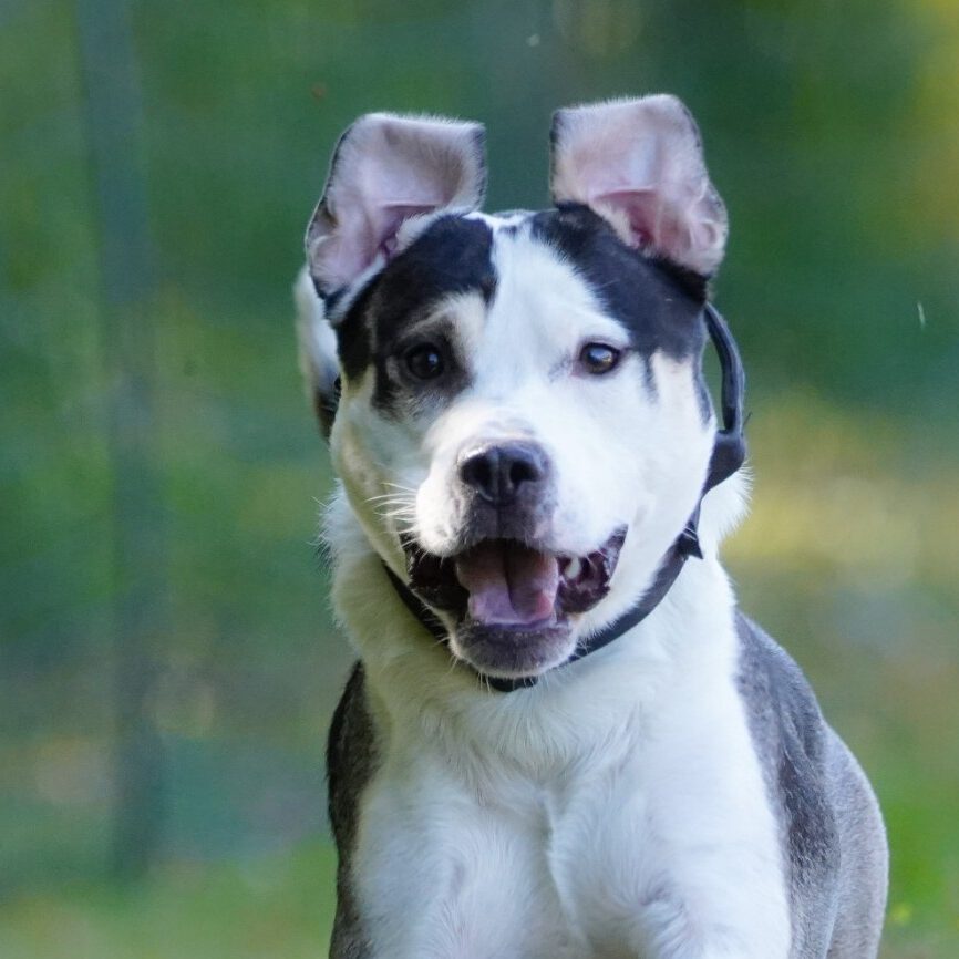 Ein Hund bei einem Rennen.
