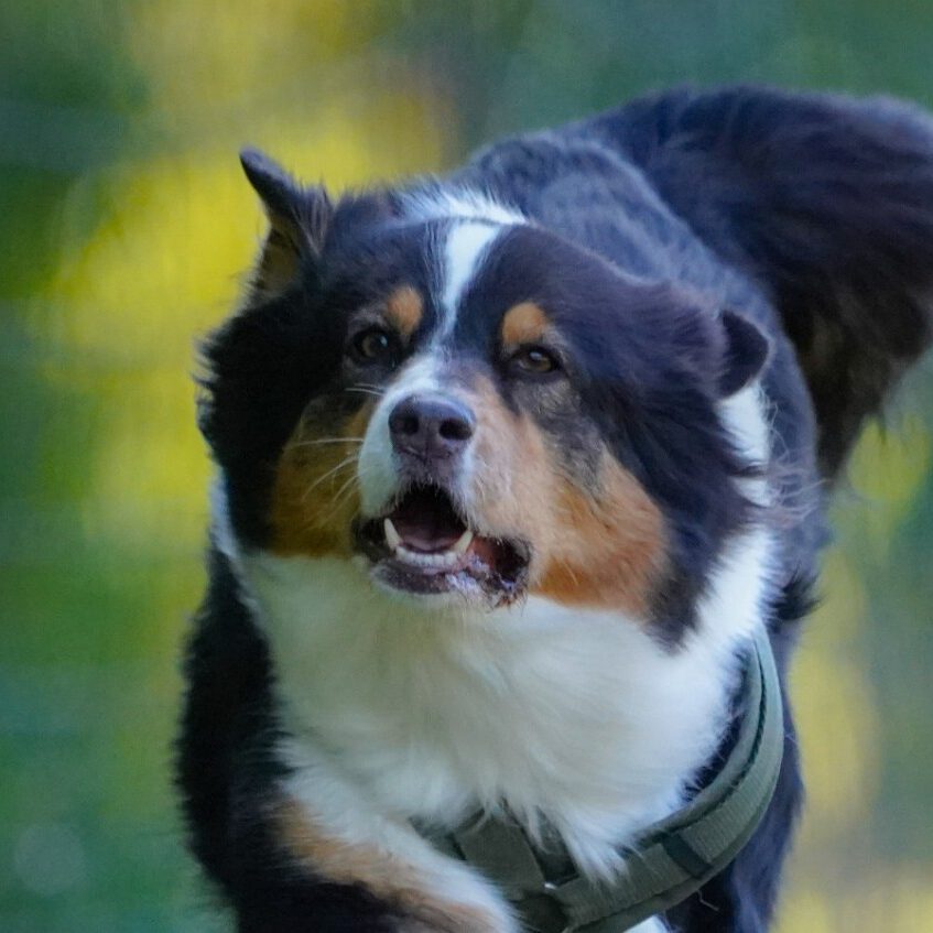 Ein Hund bei einem Rennen.