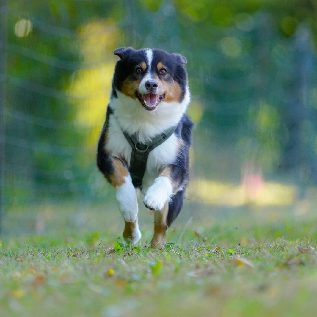 Ein Hund bei einem Rennen.
