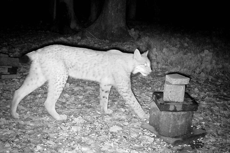 Foto: Privat Ein Luchs im MK