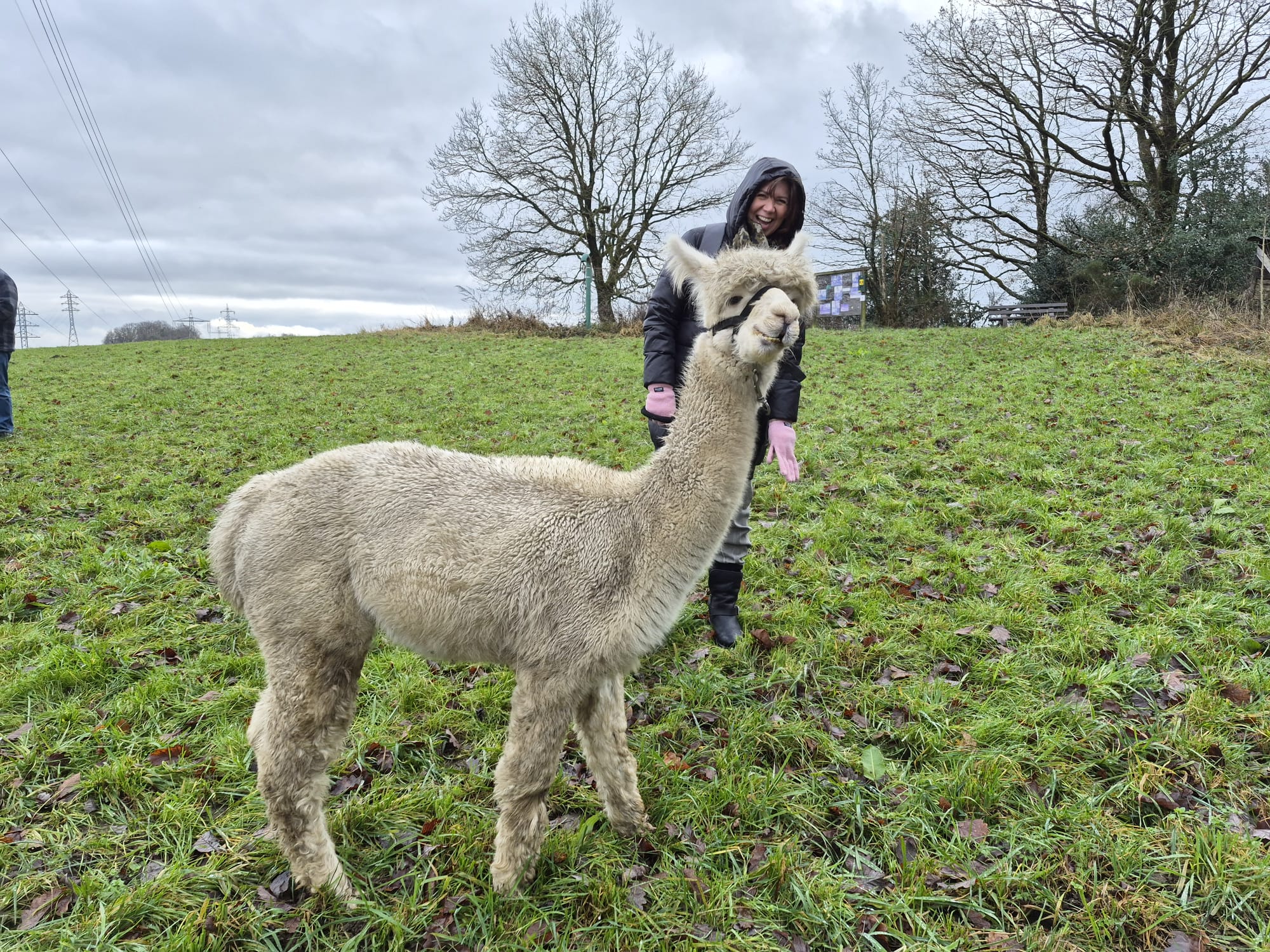 Das Alpaka namens Vulkan
