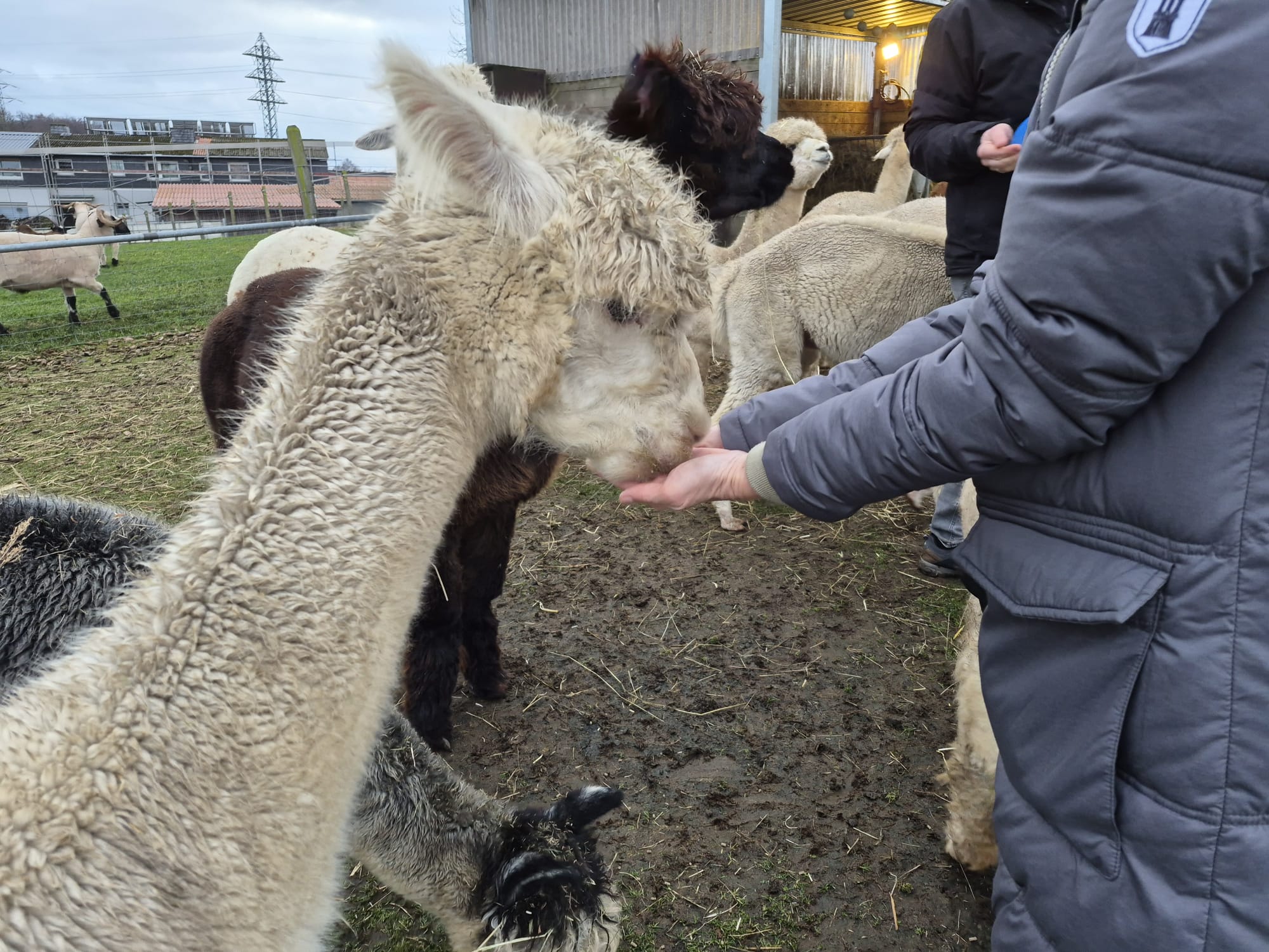 Alpaka frisst einem Menschen aus der Hand