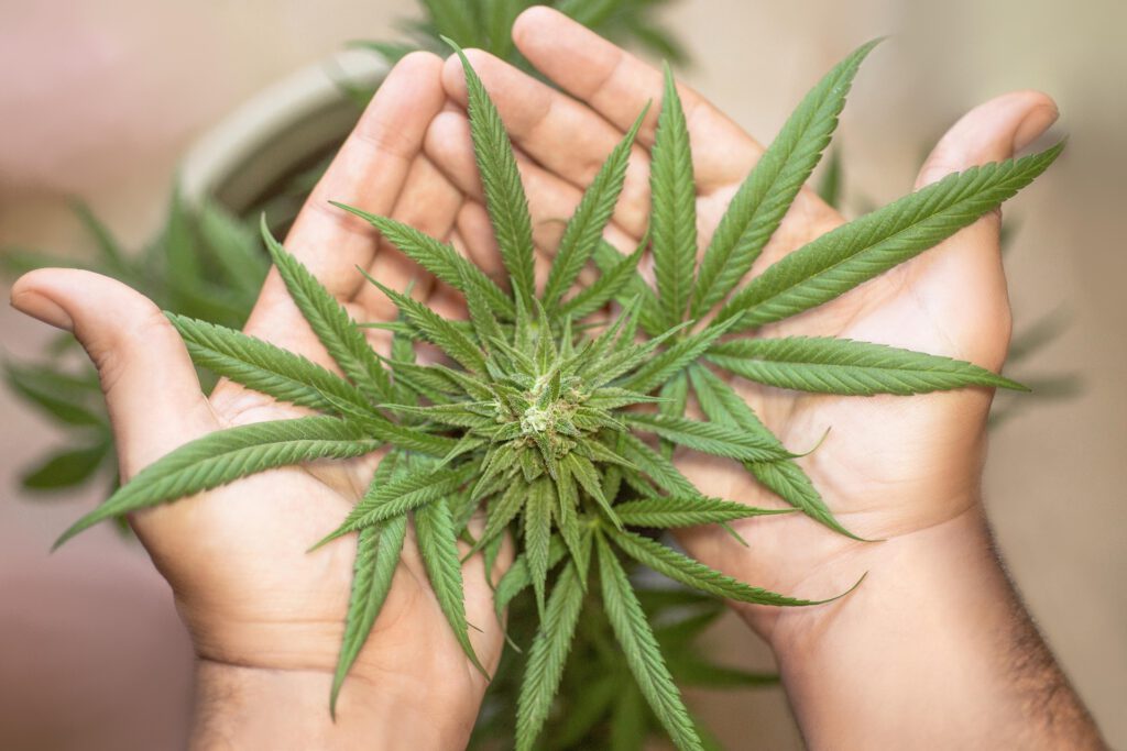 Zwei geöffnete Hände halten eine grüne Cannabispflanze mit schmalen, gezackten Blättern, die fächerförmig angeordnet sind.