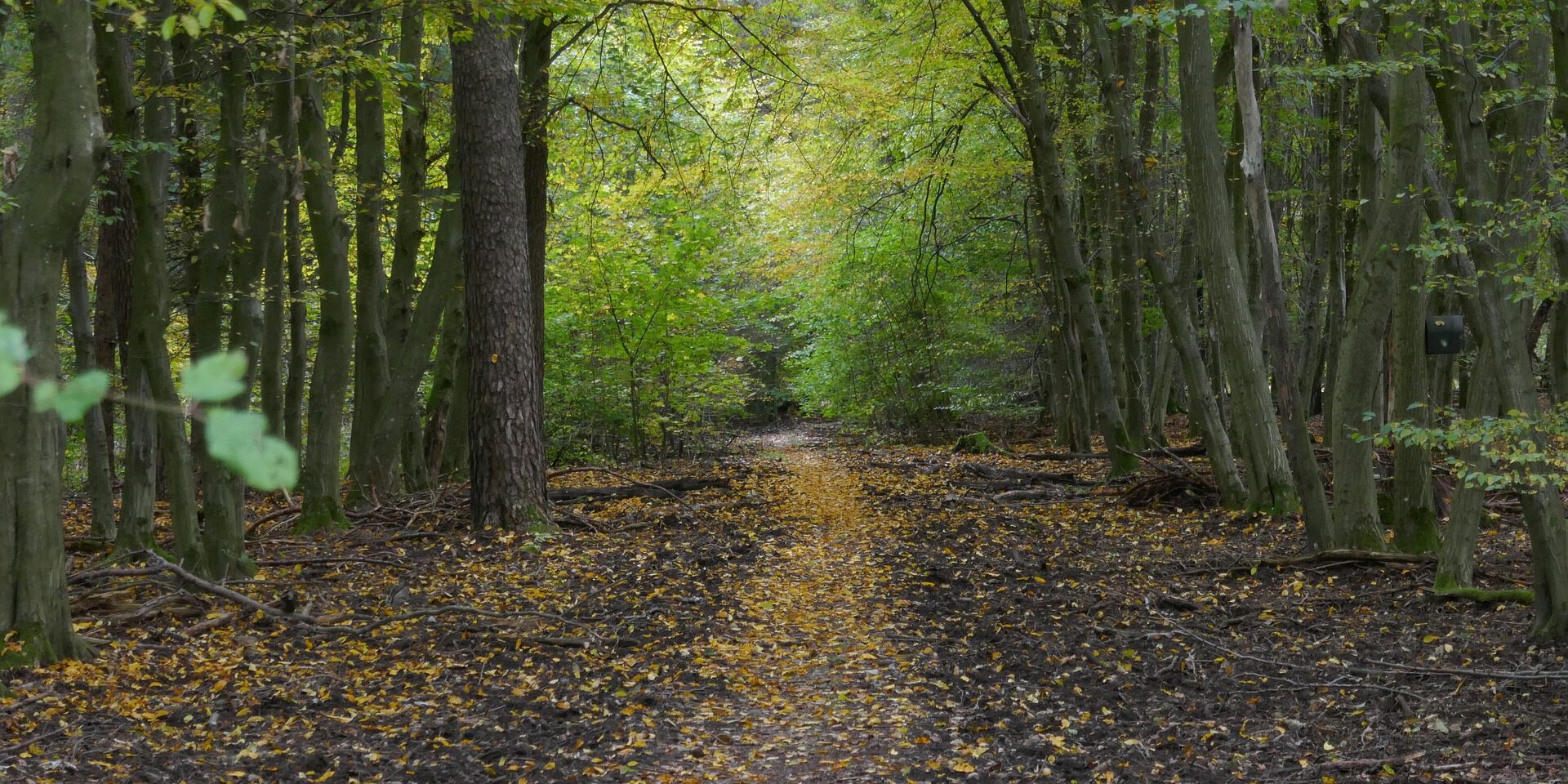 Ein Trampelpfad führt durch einen Laubwald.