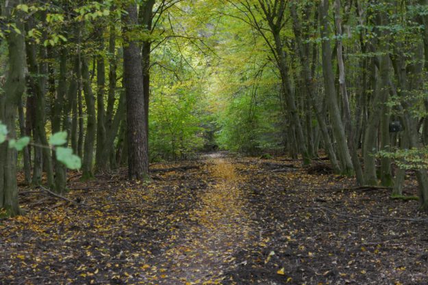 Ein Trampelpfad führt durch einen Laubwald.