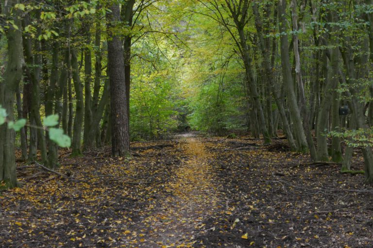 Ein Trampelpfad führt durch einen Laubwald.