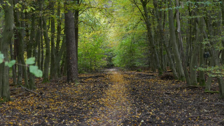 Ein Trampelpfad führt durch einen Laubwald.