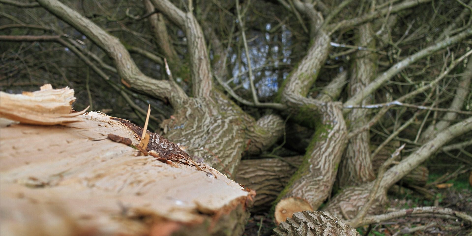 Mehrere frisch gefällte Baumstämme liegen auf dem Boden; im Vordergrund ist die Schnittfläche eines Stammes zu sehen.