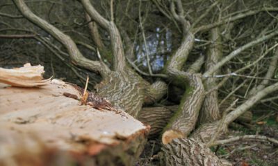 Mehrere frisch gefällte Baumstämme liegen auf dem Boden; im Vordergrund ist die Schnittfläche eines Stammes zu sehen.