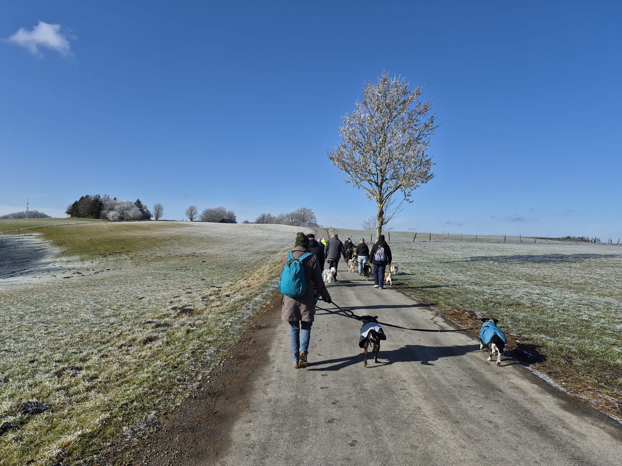 Hundebesitzer gehen spazieren.