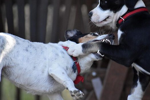 Zwei Hunde beißen