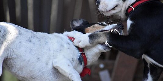 Zwei Hunde beißen