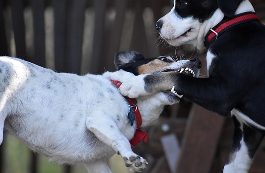 Symbolbild: Pixabay Zwei Hunde beißen