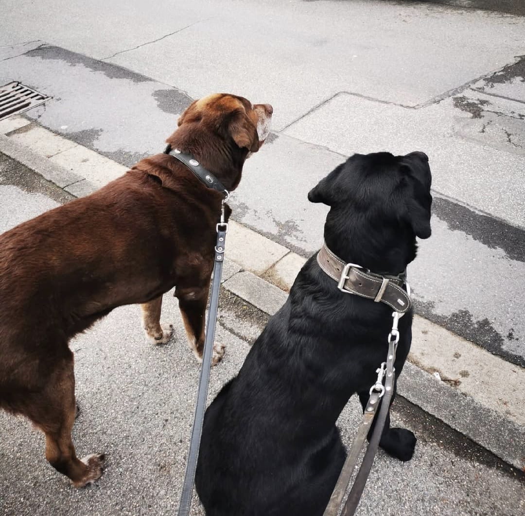 Zwei Hunde an der Leine.