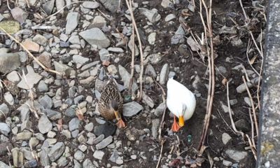 Weiße Ente am Lennestrand.
