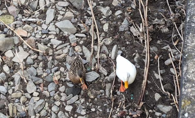 Weiße Ente am Lennestrand.