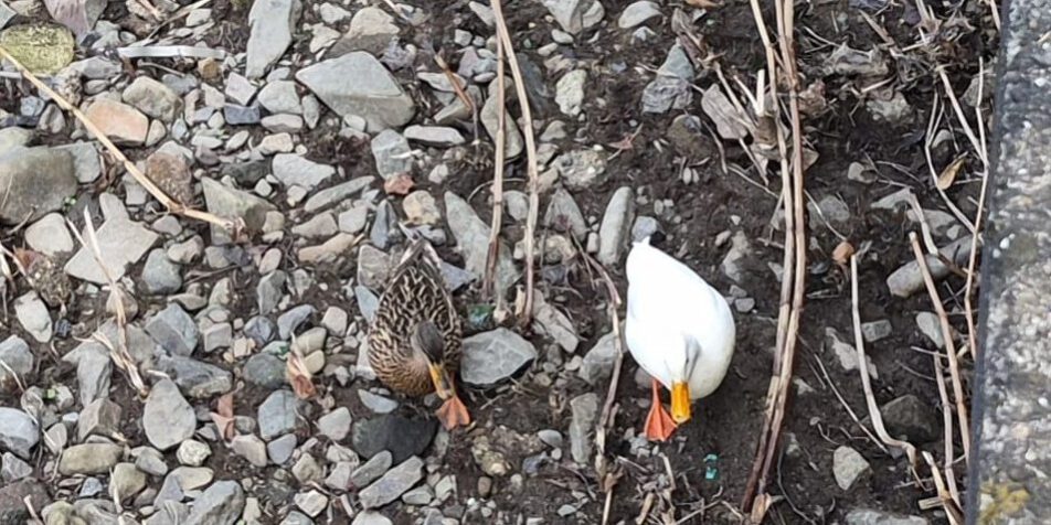 Weiße Ente am Lennestrand.