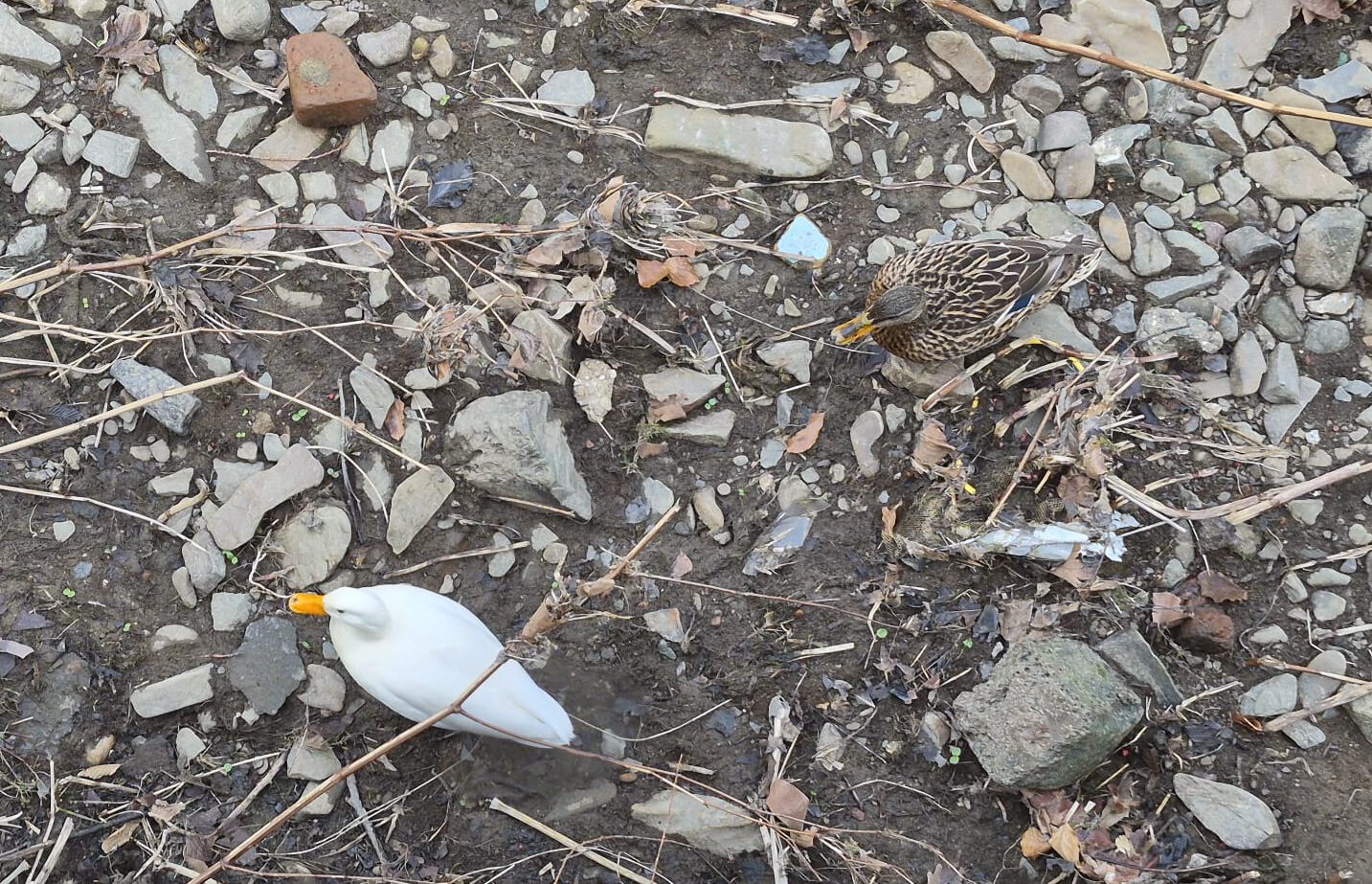 Weiße Ente an der Lenne.