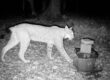 Ein Luchs läuft nachts durch einen Wald und wird von einer Wildkamera aufgenommen.