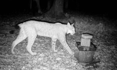 Ein Luchs läuft nachts durch einen Wald und wird von einer Wildkamera aufgenommen.