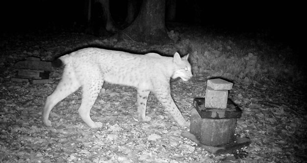 Ein Luchs läuft nachts durch einen Wald und wird von einer Wildkamera aufgenommen.