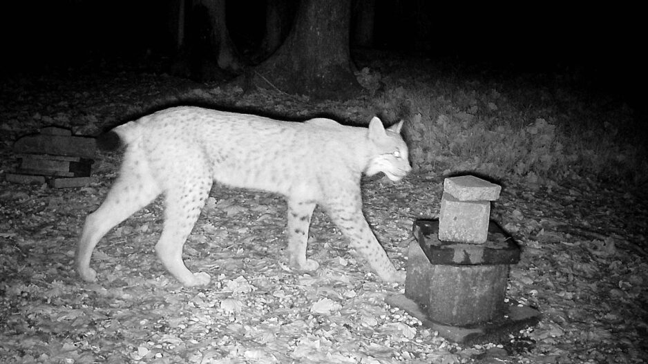 Ein Luchs läuft nachts durch einen Wald und wird von einer Wildkamera aufgenommen.