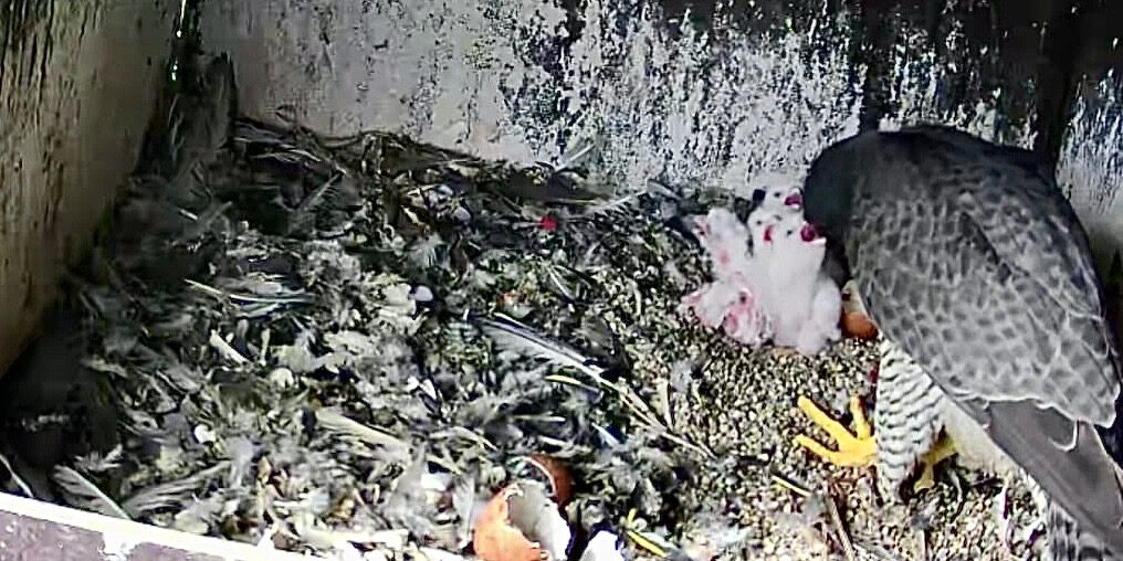 Ein Greifvogel steht in einem Nistkasten und füttert seine Küken; der Boden ist mit Federn und Nahrungsresten bedeckt.