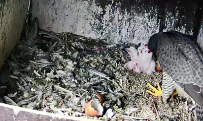 Ein Greifvogel steht in einem Nistkasten und füttert seine Küken; der Boden ist mit Federn und Nahrungsresten bedeckt.