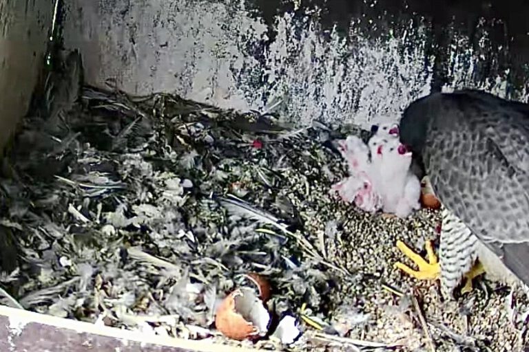 Ein Greifvogel steht in einem Nistkasten und füttert seine Küken; der Boden ist mit Federn und Nahrungsresten bedeckt.