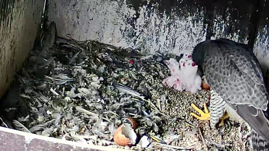 Ein Greifvogel steht in einem Nistkasten und füttert seine Küken; der Boden ist mit Federn und Nahrungsresten bedeckt.