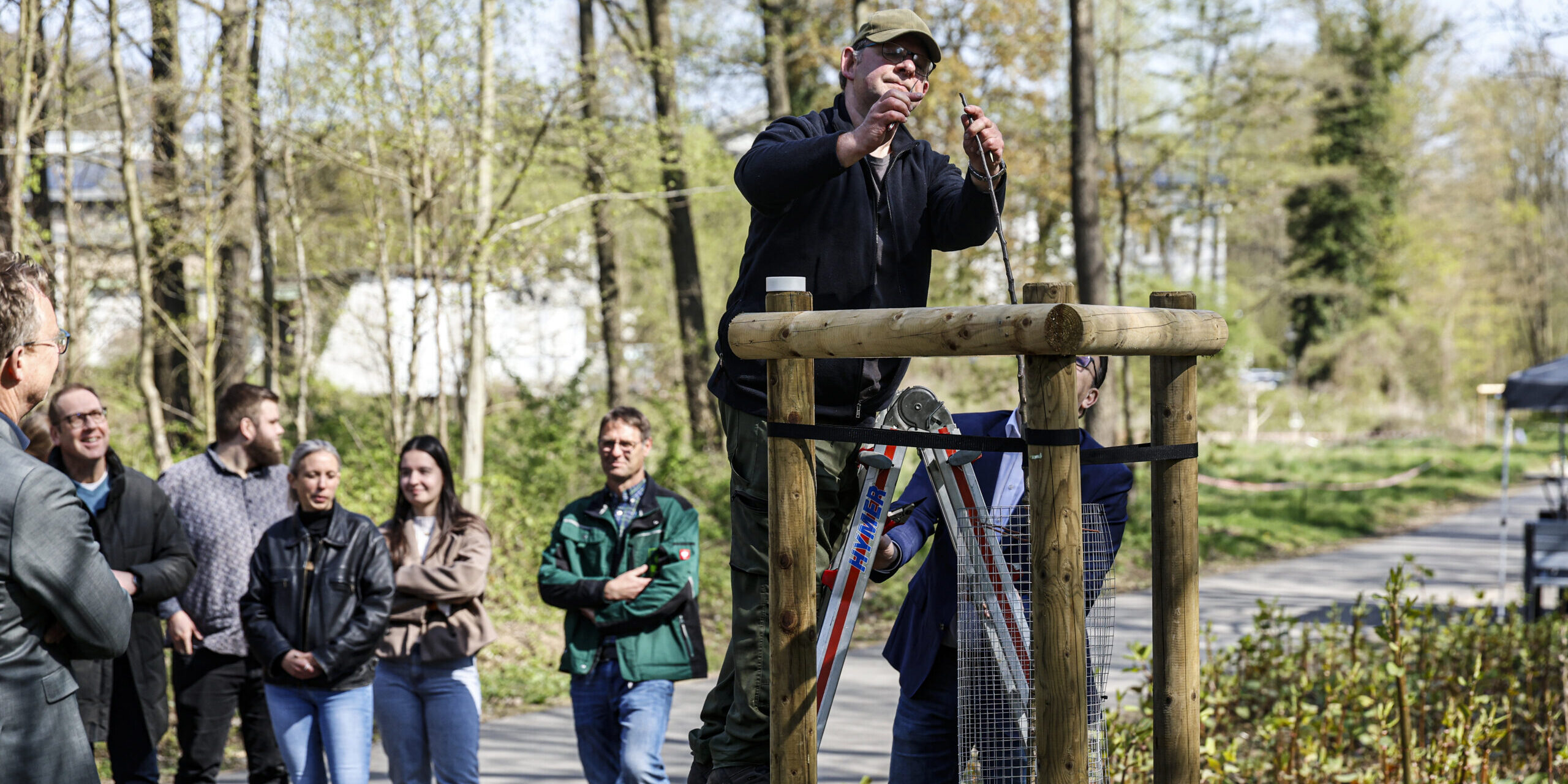 Mann steht auf einer Leiter und befestigt eine Konstruktion aus Holz an einem neu gepflanzten Baum, während mehrere Menschen daneben zuschauen.