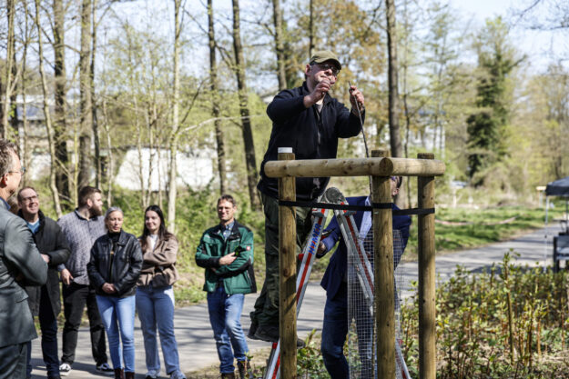 Mann steht auf einer Leiter und befestigt eine Konstruktion aus Holz an einem neu gepflanzten Baum, während mehrere Menschen daneben zuschauen.