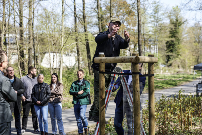 Mann steht auf einer Leiter und befestigt eine Konstruktion aus Holz an einem neu gepflanzten Baum, während mehrere Menschen daneben zuschauen.
