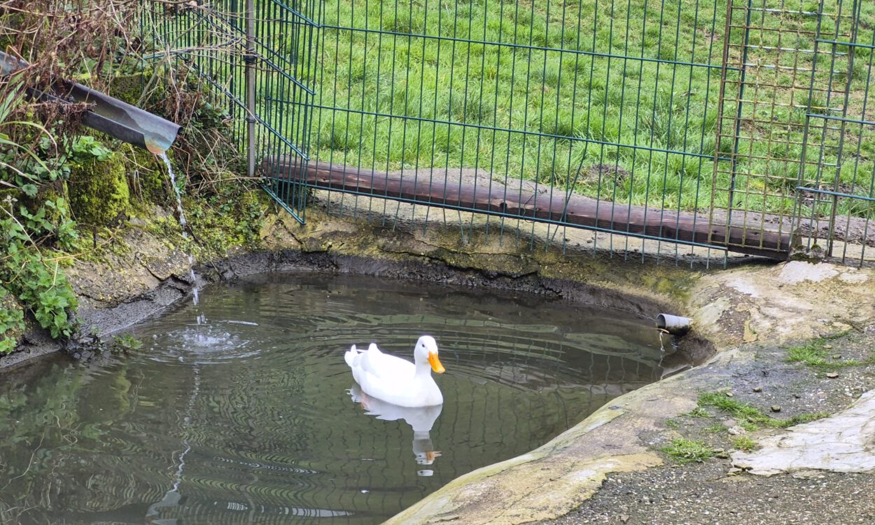 Weiße Ente im Teich