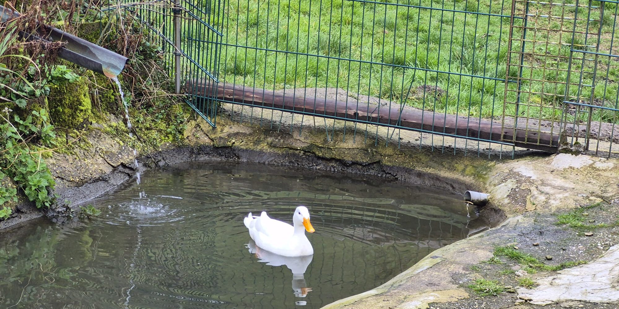 Weiße Ente im Teich