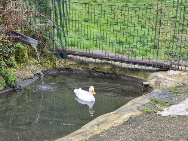 Foto: Ilka Kremer Weiße Ente im Teich
