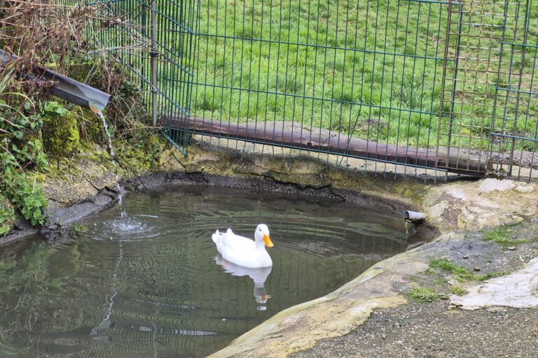 Foto: Ilka Kremer Weiße Ente im Teich