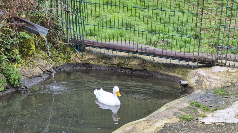 Weiße Ente im Teich