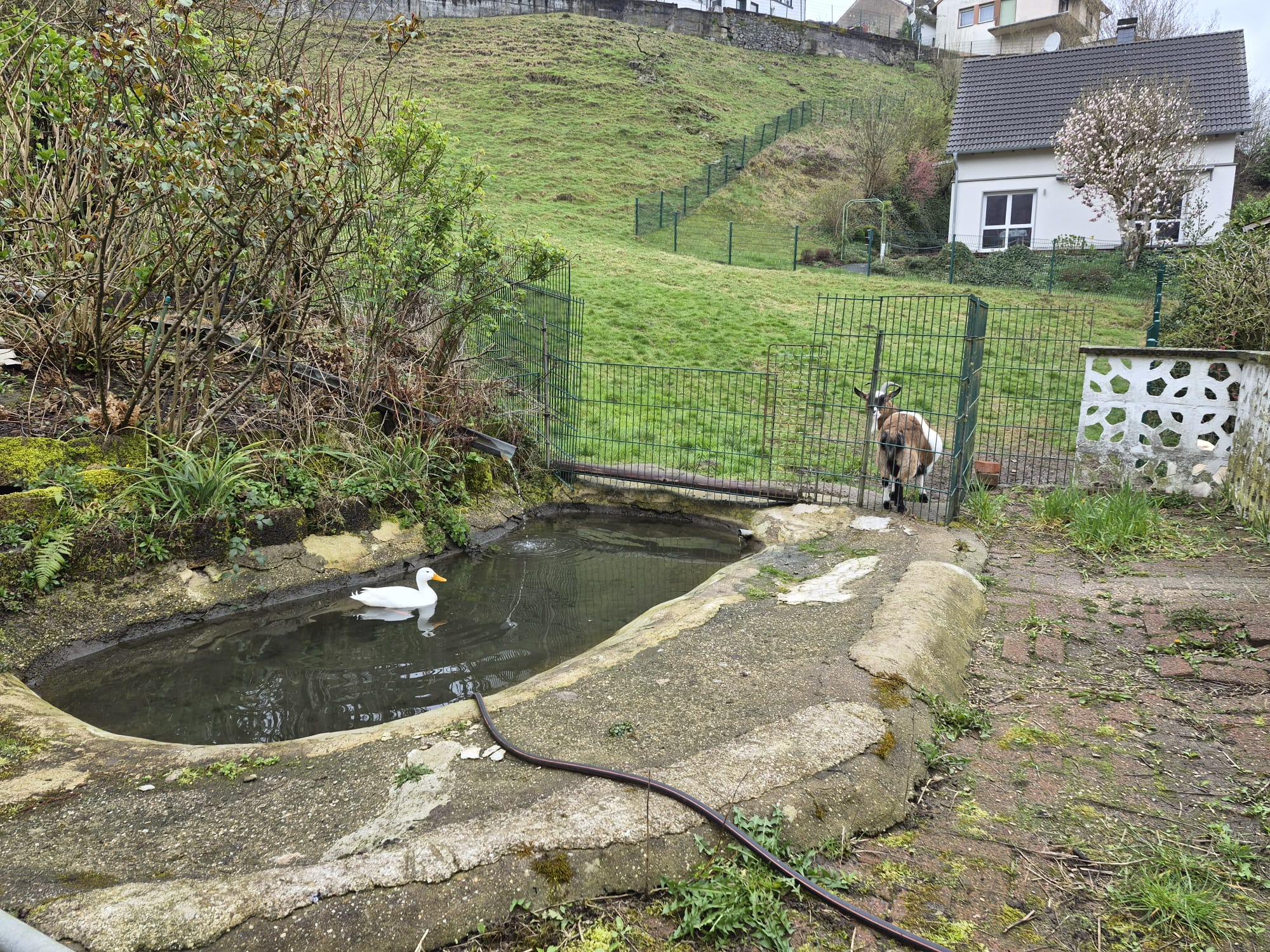Ente und Ziege im Garten