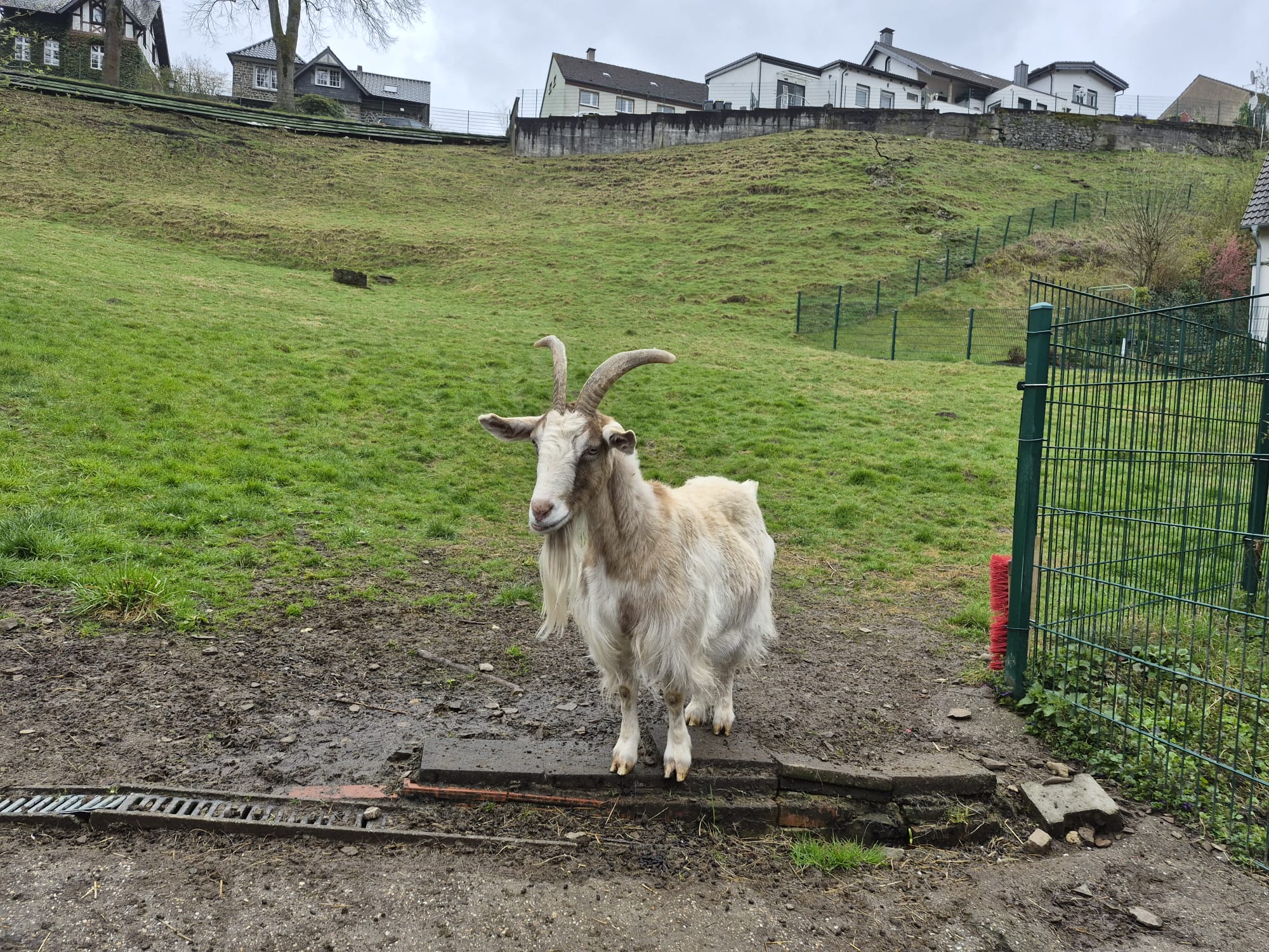 Ziege guckt neugierig