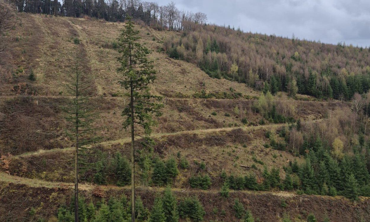 Waldstück bei Altena