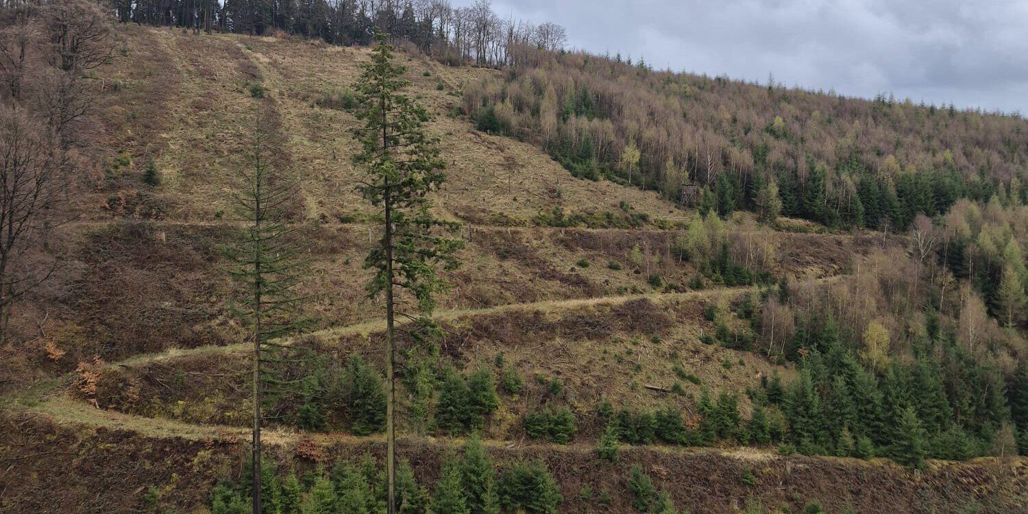 Waldstück bei Altena