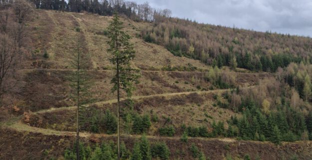 Foto: Ilka Kremer Waldstück bei Altena