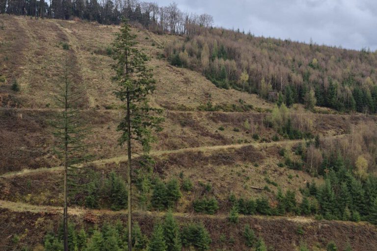 Waldstück bei Altena