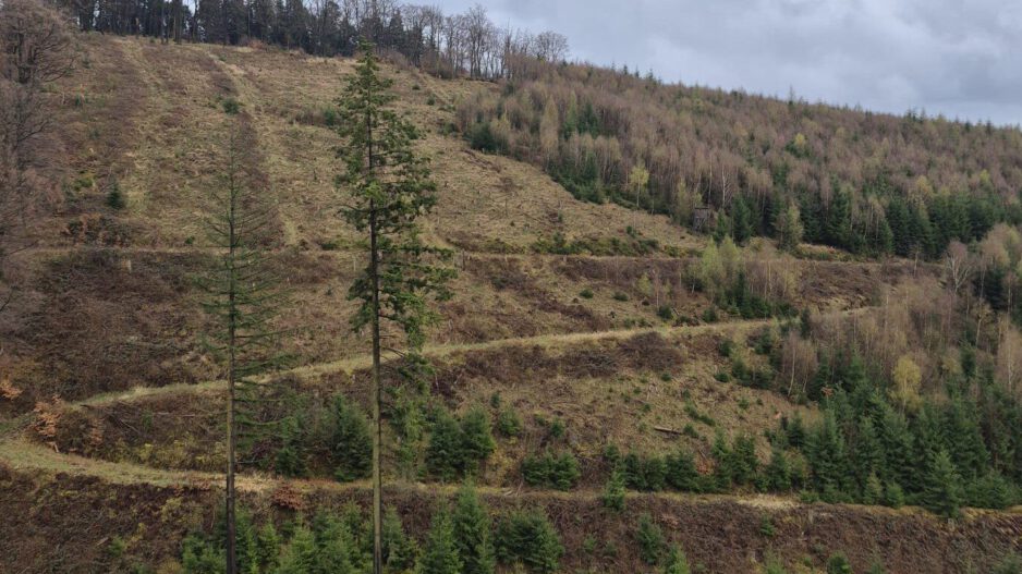 Waldstück bei Altena