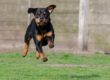 Ein Rottweiler springt mit ausgestreckten Beinen durch die Luft auf einer Wiese, im Hintergrund ist ein Holzzaun zu sehen.