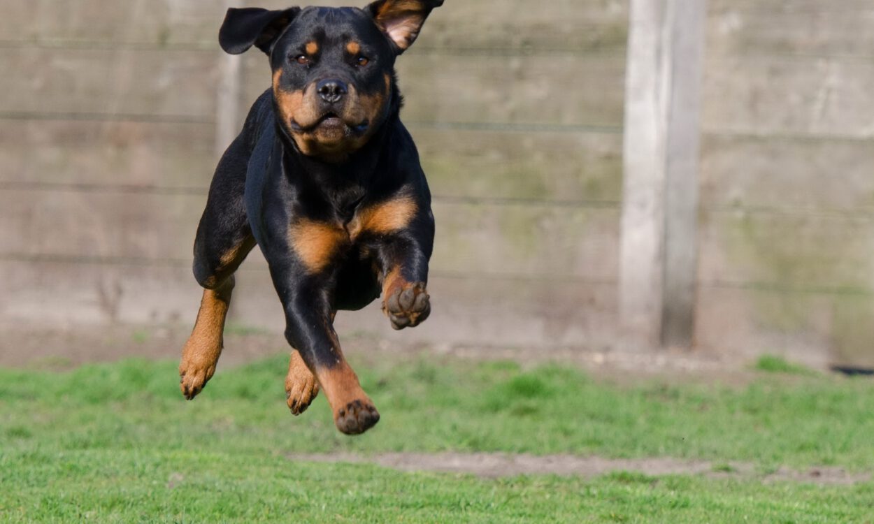 Ein Rottweiler springt mit ausgestreckten Beinen durch die Luft auf einer Wiese, im Hintergrund ist ein Holzzaun zu sehen.
