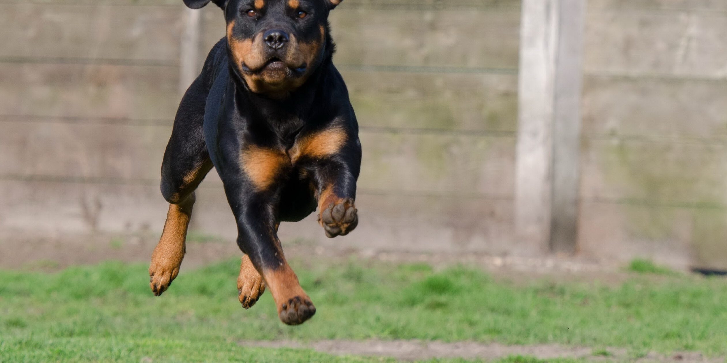 Ein Rottweiler springt mit ausgestreckten Beinen durch die Luft auf einer Wiese, im Hintergrund ist ein Holzzaun zu sehen.